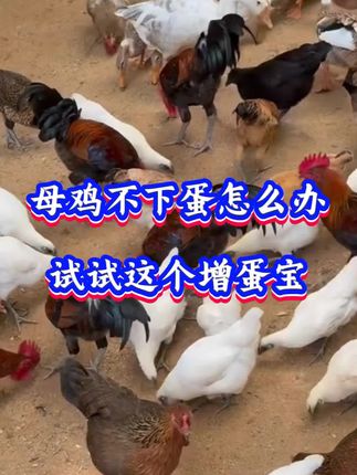 母鸡不下蛋,马上用这招#三农 #养鸡#养鸡人