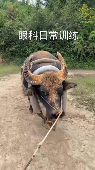 牛王日常训练#牛气冲天 #民族特色民族文化 #神奇动物在抖音