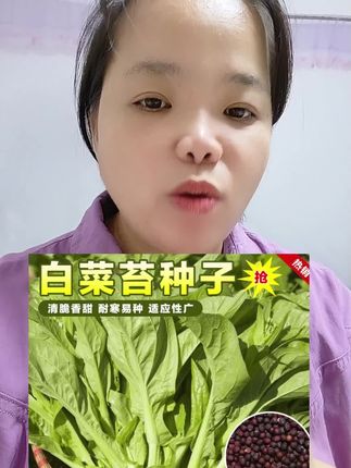 白菜苔种子种籽菜种苔菜四季菜心菜苔蔬菜种子 #白菜苔种子