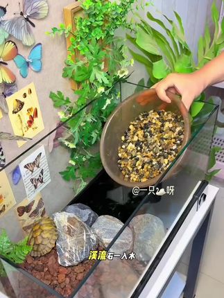 天然溪流石鱼缸造景专用#溪流石 #鱼缸里的大自然