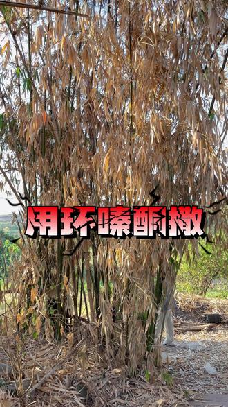 开荒除竹子用环嗪酮撒#环嗪酮 #环嗪酮除大树竹子灌木杂草 #环嗪酮除草剂 #环嗪酮省心省力一次解决
