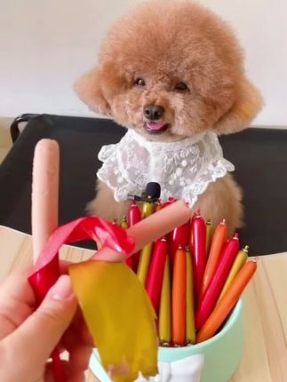 鲜粮说  宠物火腿肠#宠物食品#可爱萌宠 #火腿肠#宠物零食