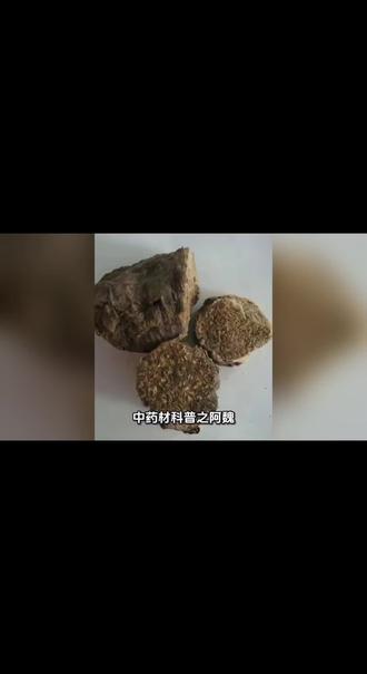 #中草药知识 每天认识一味中药材之阿魏 #植物科普 #科普 #中药材