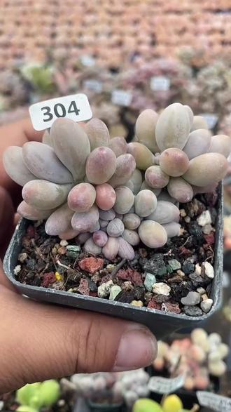 米可奶凑单满35元就能包邮啦!