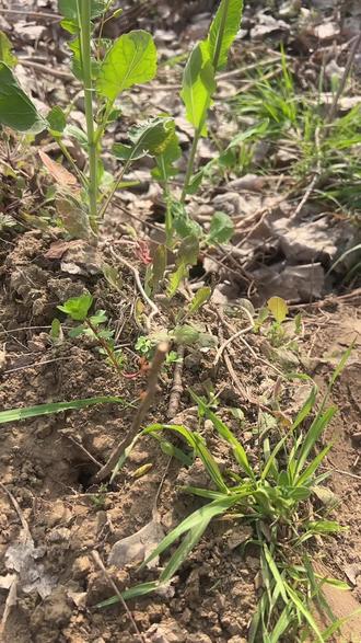 买的裸根香椿,种活发芽咯。