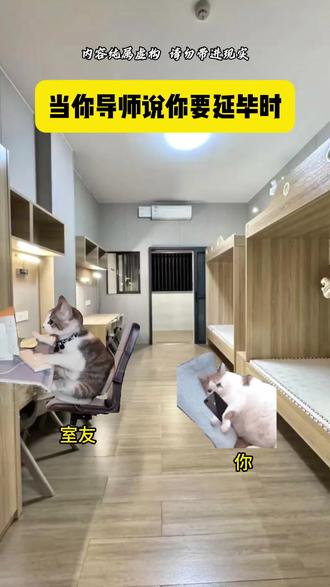当你导师说你要延毕时#猫meme日常 #猫meme故事 #大学生哪有不疯的 #导师上天了 #大学生导师