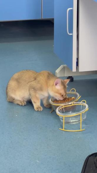 猫咪其实并不对猫粮吃腻#养猫经验分享 #新手养猫 #科学养猫 #猫粮