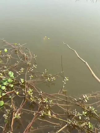 不用调漂,到手直接挂上饵料就可以去钓鱼的自带双钩七星漂线组套装#七星漂线组 #免调漂线组 #线组 #钓鱼 #鱼线主线推荐