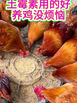 #养鸡知识 #三农养殖 #养鸡小妙招 #养鸡技术