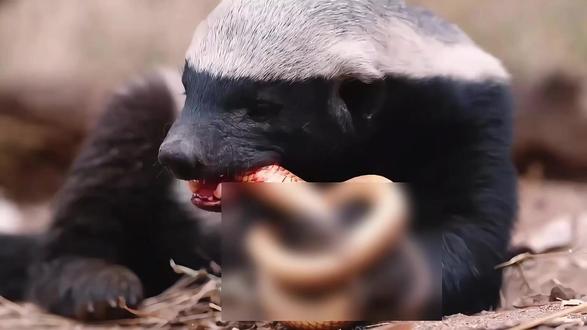 这玩意连“阎王爷”见了都摇头!百毒不侵的“疯子”虎狮的噩梦! 唯一获得吉尼斯纪录的动物界魔鬼有多野!生死看淡,不服就干!#蜜獾 #平头哥 #野生动物零距离 #生死看淡不服就干 #草原一哥