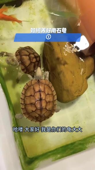 如何养好南石龟㈠#龟大大 #龟龟🐢 #养龟日常 #养龟人 #南石龟
