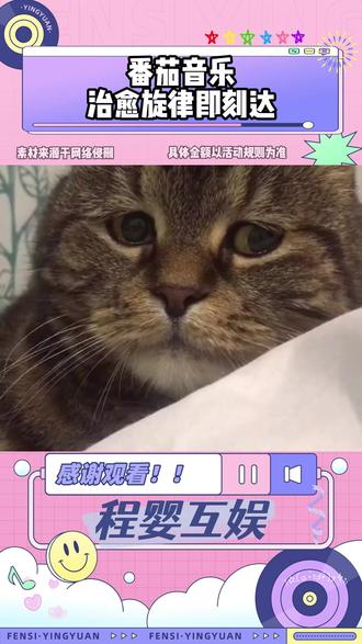 番茄音乐治愈旋律即刻达 #番茄音乐