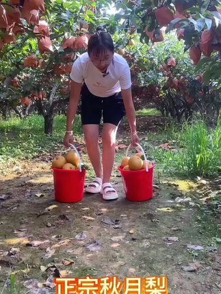 山东莱阳的秋月梨开园啦,今年口感格外好,现在时头茬大果,想吃的抓紧了 #秋月梨 #莱阳梨
