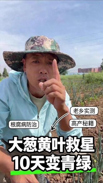 大葱移栽15天 干尖黄叶苗不长 只需要一招 #大葱开沟#大葱打药#农民 #农业 #农村 #农民 #三农 #水稻 #油菜 #小麦 #玉米 #种粮 #种地 #种田 #稻谷 #粮食 #种植 #农资 #农技 #春耕 #肥料 #化肥 #新农人 #复合肥 #油菜种植 #水稻种植 #水稻种子 #小麦种植 #玉米种植 #农业知识 #农业种植 #服务三农 #种植技术 #农业技术 #三农种植 #农民不易 #病虫害防治 #小技巧 #农业技术推广 #新农人计划2#大葱高产 #大葱施肥 #大葱培土 #三农