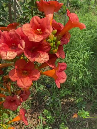 凌霄花基地