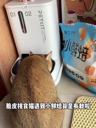 让脆皮挑食猫爱上爱立方小鲜焙就是这么简单! #爱立方小鲜焙#小鲜焙mini冻干#爱立方猫粮 #爱立方从小喂到大