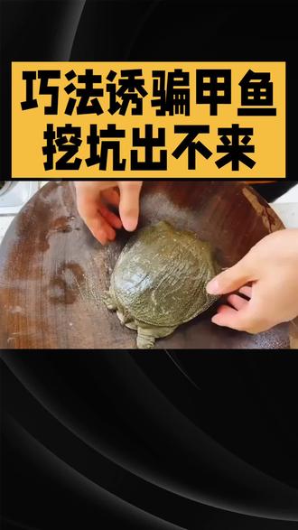 #涨知识 #上热门 #甲鱼 #鳖 #饵料 民间秘术之诱骗群甲鱼 守株待兔捕群鳖,简单诱饵骗甲鱼。
