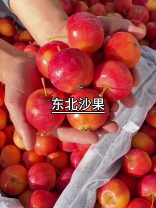 东北沙果也叫海常果,甜中有点酸,嘎嘎脆,非常好吃!大人小孩孕妇都适合呀! #沙果#新鲜应季水果#脆甜多汁#大人孩子都爱吃
