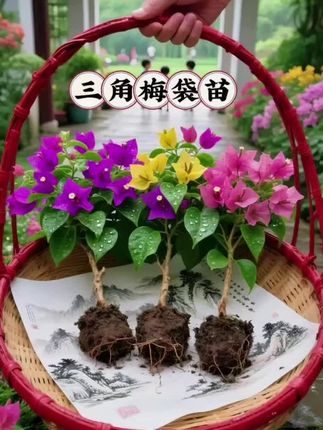 谁懂啊!养三角梅就像拥有了“开花永动机” 叶片都快被花遮住了,从根窜到顶全是花苞 关键是春秋开、冬天暖了也开,阳台全年有亮堂堂的花看 随手拍都是氛围感,养花小白也能直接冲!#三角梅 #三角梅袋苗 #三角梅小苗 #三角梅盆景 #三角梅品种