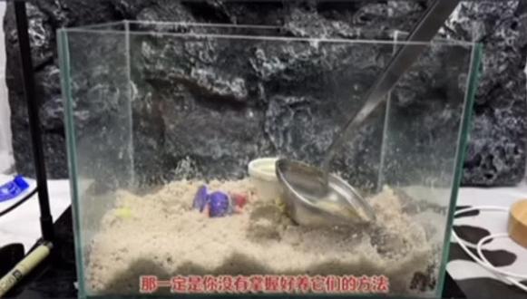 大眼萌饲养教程#中华沙蟹 #大眼萌 #宠物螃蟹