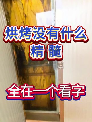 烘烤没有什么精髓#烤烟种植技术与管理 #烤烟 #满炉金 #优必星红钾 #烤烟种植