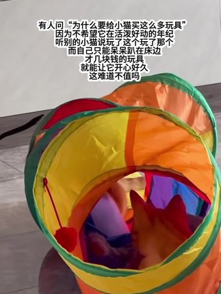 十几块钱的隧道能让你开心好久#喵咪 #我和我的猫 #宠物玩具