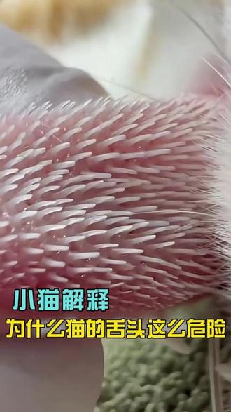 为什么猫的舌头这么危险 #热点