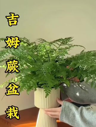 #吉姆蕨盆栽#水培植物 #绿植优选