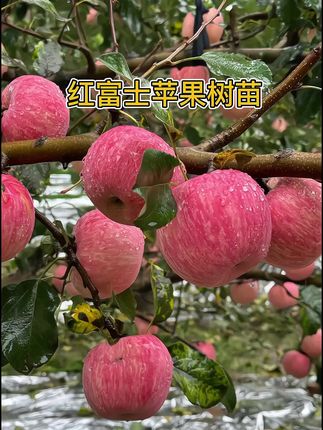 冰糖心苹果树苗嫁接红富士苹果苗南北方种庭院矮化果树苗#红富士苹果 #苹果树苗#果树种植 #优质种苗 #苗木种植基地 不必再羡慕超市里光鲜的红富士,亲手栽下这株树苗,就是埋下一整年的期待。它带着旺盛的生命力,根系会悄悄扎进土壤深处,枝条会在春风里抽芽展叶,夏日缀满细碎的白花,等到秋阳染红枝头,你摘下的每一颗苹果,都裹着脆爽的果肉、流着蜜糖的汁水——这是土地的馈赠,更是你亲手培育的“舌尖惊喜”。