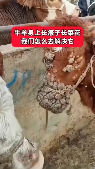 牛羊身上长瘊子长菜花 我们怎么去解决它 #养牛 #养牛人 #农村养牛 #牛长瘊子 #牛菜花瘤