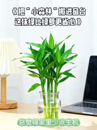#花卉绿植#适合客厅摆放的植物#绿植#爱生活爱养花#客厅绿植推荐