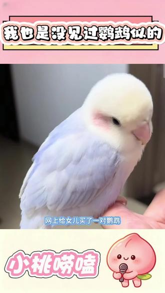 也是出人意料了 #宠物开箱分享