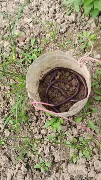 蚯蚓最钓鱼的最好鱼饵料