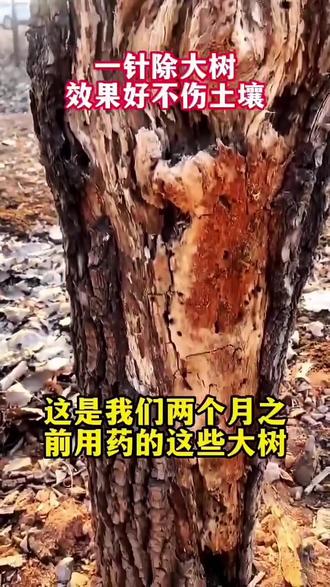 碍事大木轻松搞定 碍事大木都倒地 除木好方法,省时省力又省心 #大树 #除树 #除树烂根 #除树剂死树剂 #三农