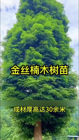 金丝楠木树苗正宗名贵小叶桢楠南方种植沉香大树庭院门前常青盆栽#金丝楠木树苗