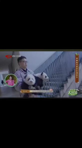 今日的主角是福凤和双胞胎姐妹,大崽叫星竹,二崽绿竹
感谢饲养员的细心照顾🐼 视频来源于:#四川卫视#成长吧大熊猫2026 #一方水土养一方熊猫 #国宝不愧是国宝 #福凤和双胞胎星竹绿竹