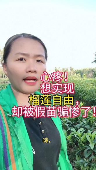 买榴莲苗必看!没有嫁接口的,直接拉黑!#榴莲 ##榴莲爱好者 #十亿流量扶持计划 #就想说点大实话 @DOU+小助手