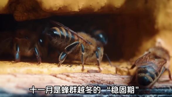 越冬如何稳固蜂群#蜜蜂养殖技术 #养蜂人