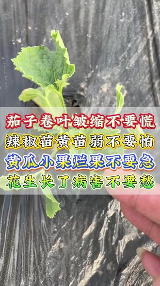 茄子卷叶辣椒黄苗?一个配方全搞定,3 天恢复长势 #种菜技巧 #三农 #种植小技巧 #蔬菜种植 #农业种植