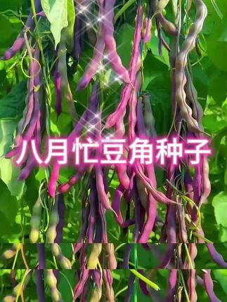八月忙豆角种子,又名冻死鬼,富含多种叶青素,耐热耐寒产量高#冻死鬼豆角 #豆角种植#蔬菜种子#我的乡村生活 #家庭种植