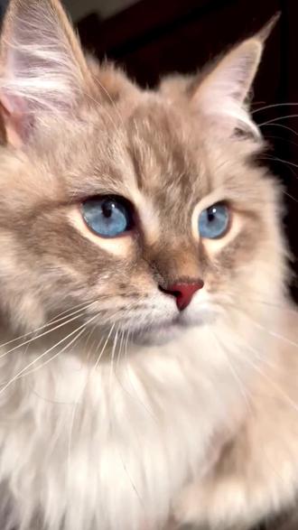 00后养猫指南—五种忠诚小猫🐱#猫咪 #萌宠vlog #宠物萌宠 #猫咪知识
#新手养猫