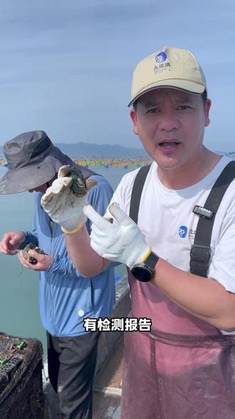 内外海鲍鱼的区别! #鲍鱼#鲍鱼养殖基地#鲍鱼源头#鲍鱼养殖户自己卖