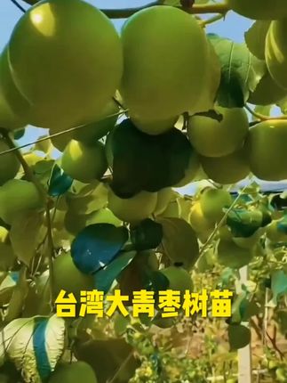 大青枣树苗牛奶枣苹果枣蜜丝枣水果树苗南北方种植南方盆栽水果苗#牛奶枣树苗