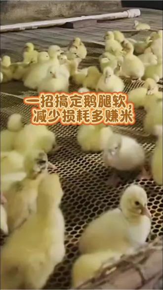 一招搞定鹅腿软,减少损耗多赚米#养鹅 #养鹅技术 #养鹅流程