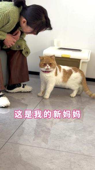 #小猫长大了 人,你不要我了对吗?没关系,我有了新妈妈啦。她很爱我,包容我换了新环境后乱尿,我会慢慢改的,会把握现在的幸福。#流浪猫救助 #流浪猫变家猫 #流浪猫领养