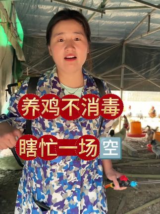 养鸡不消毒,辛苦一场白忙乎#养鸡 #养鸡人 #蛋鸡