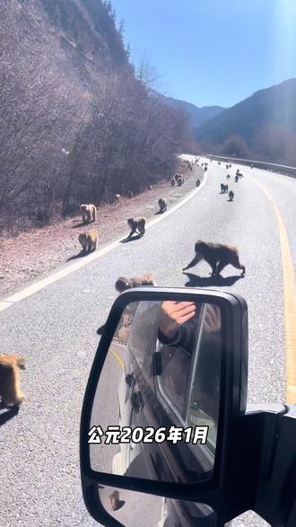 害怕被围殴!听说他们凶的很#咯咯哒