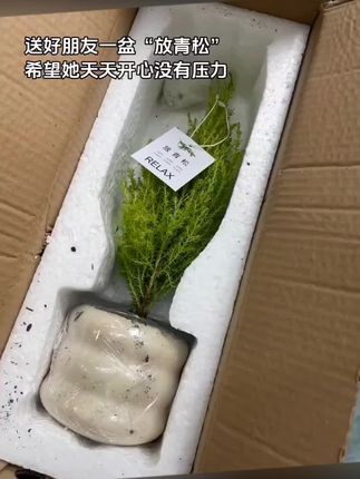 放青松绿植香松盆栽阳台客厅桌面绿植绿清新柠檬香圣诞树花卉#绿植花卉 #绿植 #居家 #办公