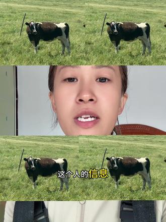 赏金1000#赤峰#五三大西牛