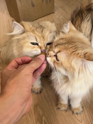 养猫人真的少不了给猫猫维生素,而红狗这款每天一颗直接到位#红狗8合1多维#新手养猫#猫多维#萌宠好物